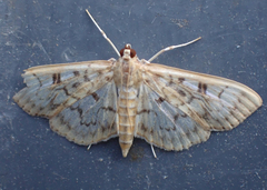 Herpetogramma