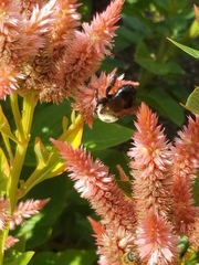 Insecta
