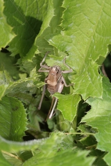 Pholidoptera aptera