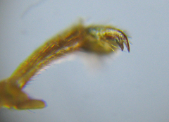 Tenthredopsis nassata