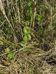 Hydrocotyle vulgaris