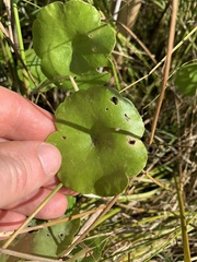 Hydrocotyle vulgaris