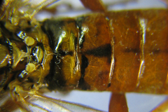 Tenthredopsis nassata
