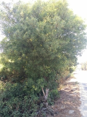 Acacia provincialis