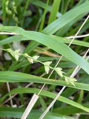 Diarrhena obovata