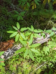 Rhododendron columbianum