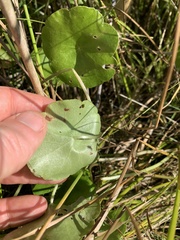 Hydrocotyle vulgaris