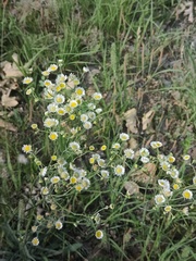 Pulicaria dysenterica