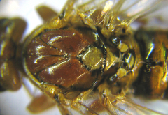 Tenthredopsis nassata