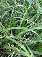 Diarrhena obovata