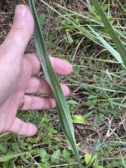 Paspalum