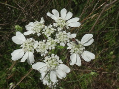 Orlaya grandiflora