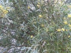 Acacia provincialis