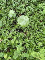 Hydrocotyle verticillata