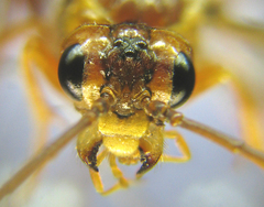 Tenthredopsis nassata