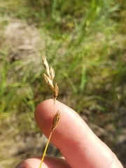 Carex foenea