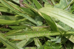 Mecostethus parapleurus