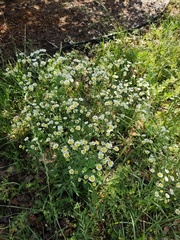 Pulicaria dysenterica