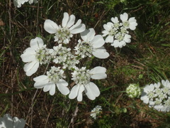 Orlaya grandiflora