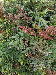 Nandina