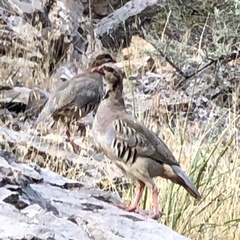 Alectoris chukar