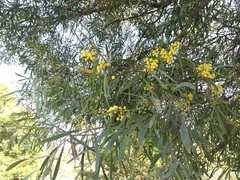 Acacia provincialis