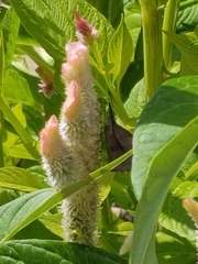Libytheana carinenta