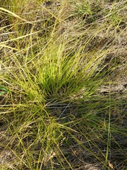 Carex foenea