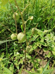 Physalis philadelphica