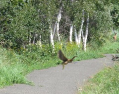 Botaurus lentiginosus