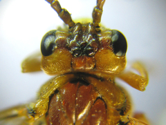 Tenthredopsis nassata