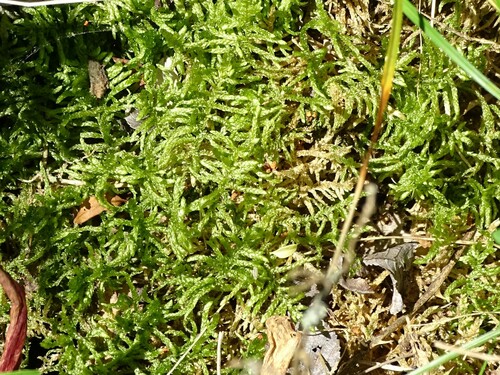 uhladenec čistý (Pseudoscleropodium purum)