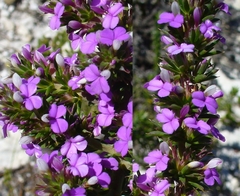 Muraltia juniperifolia