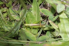 Mecostethus parapleurus