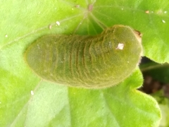 Callophrys xami