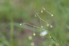 Spergula arvensis
