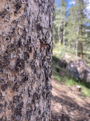 Symphyta