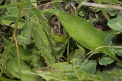 Mecostethus parapleurus