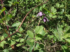 Clematis viticella