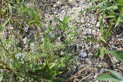 Galium