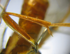 Tenthredopsis nassata