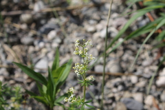 Galium