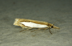 Crambus watsonellus