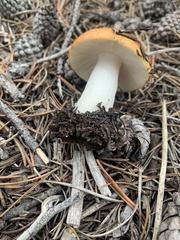 Russula