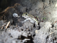 Bufotes viridis viridis