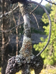 Imshaugia placorodia