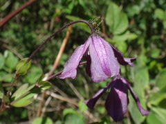 Clematis viticella