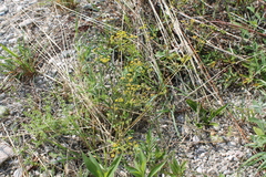 Apioideae