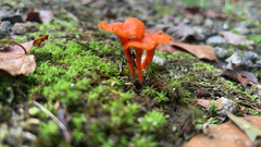 Cantharellus cinnabarinus