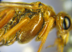 Tenthredopsis nassata